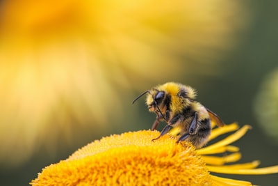 栖息在黄花上的蜜蜂